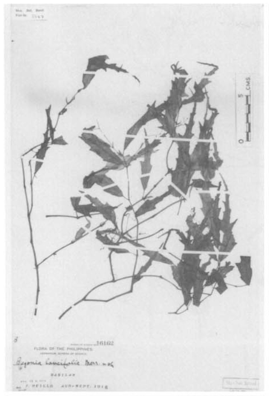 B. lancifolia